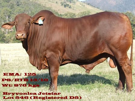 Bryvonlea Jet Star